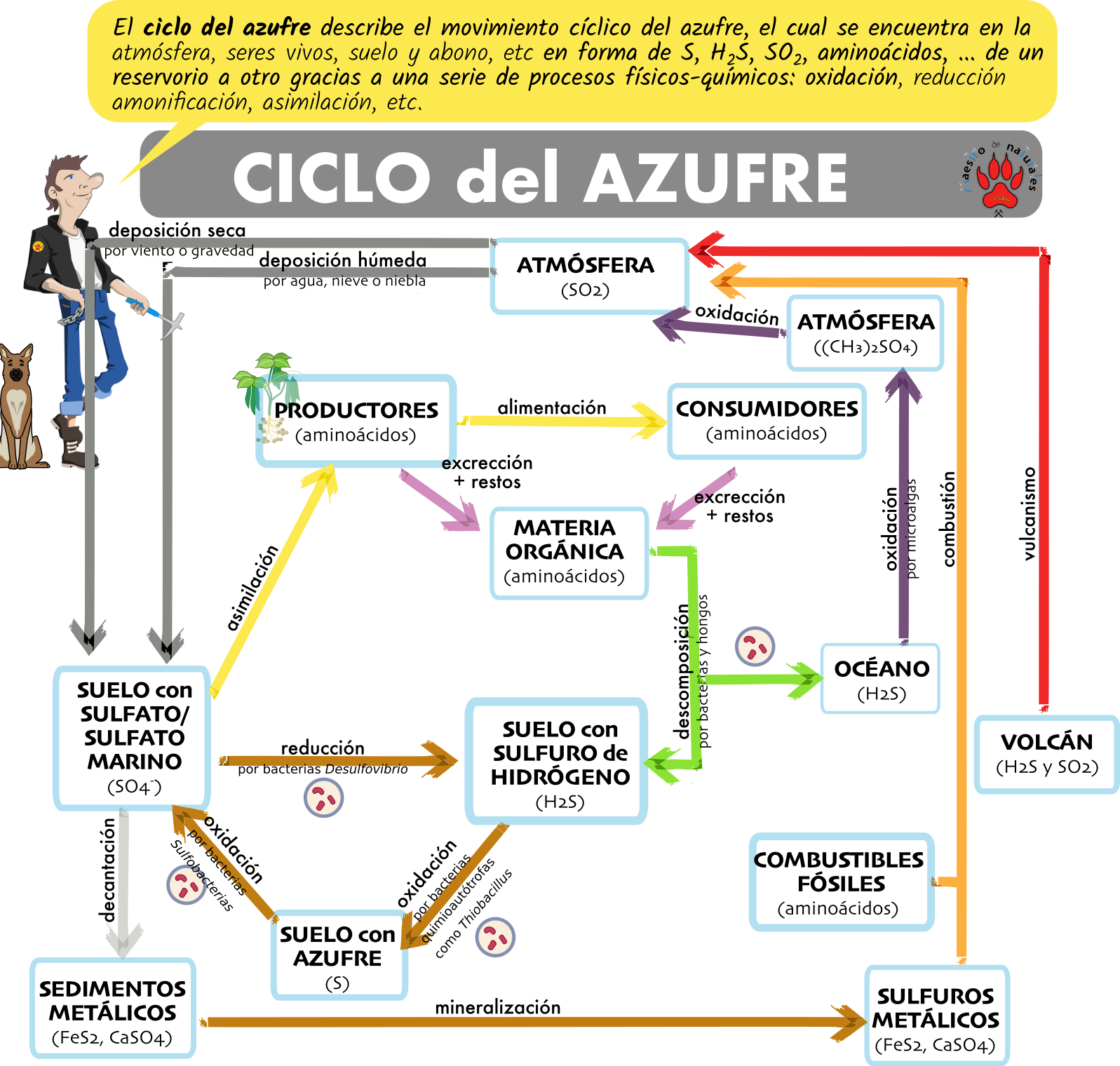 Tema 18.6 Microorganismos y el ciclo de la materia